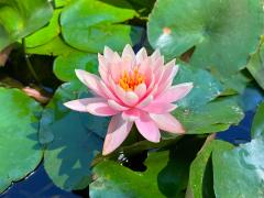(American White Waterlily) inflorescence