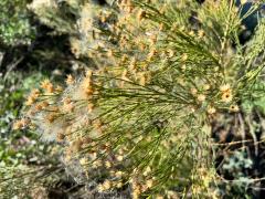 (Desert Broom) shrub