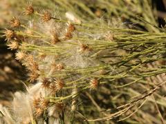 (Desert Broom) twigs