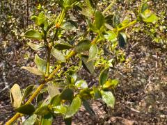 (Creosote Bush) branch