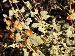 (Desert Globemallow) shrub